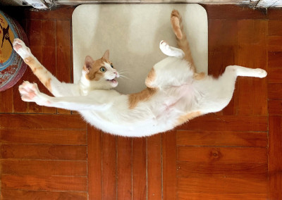震惊的猫玩可爱