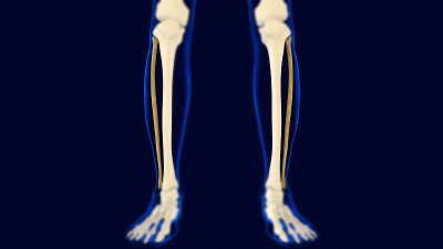腓骨人体骨骼解剖三维渲染