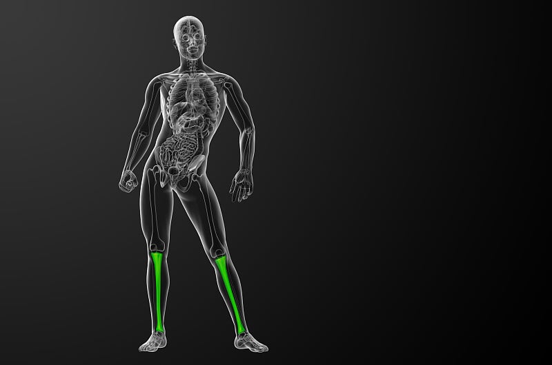 胫骨的3d渲染医学插图