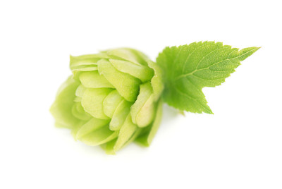 新鲜的绿色啤酒花枝，孤立在白色背景上。宏