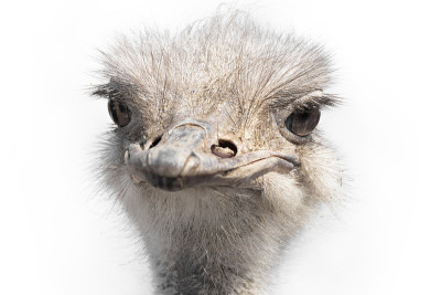 African Ostrich
