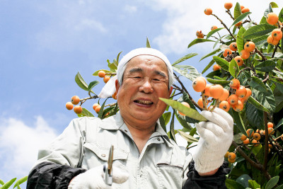 丰收的水果