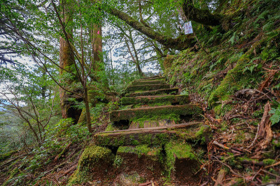 屋久岛的森林