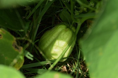 秋菜‘茶约特’栽培