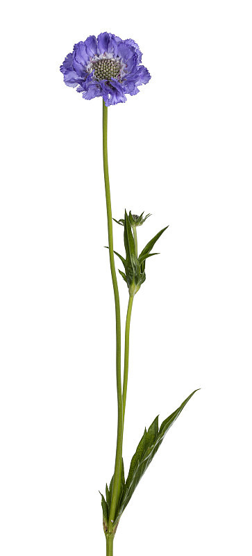 白底花