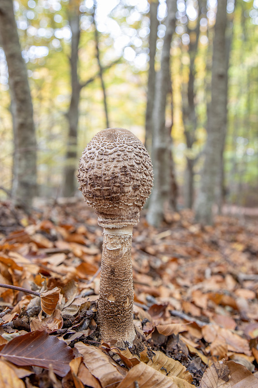 秋季在森林中食用的新鲜阳伞菇(Macrolepiota procera)