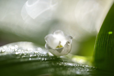 铃兰的花带着雨滴从叶子和花上流下来。软焦点