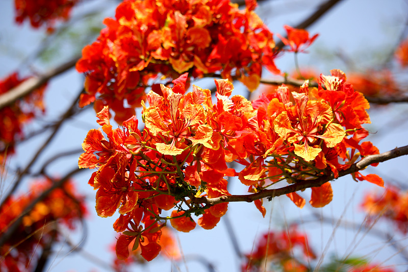 红色艳丽的花