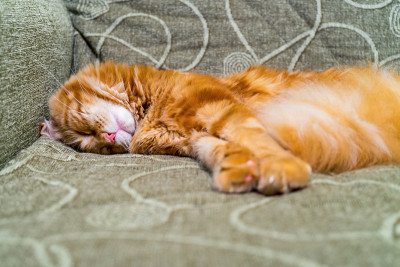 缅因猫品种的小红猫睡在沙发上。美丽的姜宠物肖像。宠物保护、福利、保健、兽医概念
