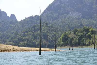 枯树伸出水面