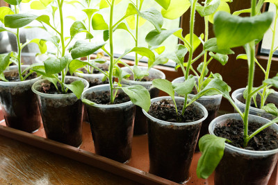 蒲公英幼苗在塑料花盆的窗户上