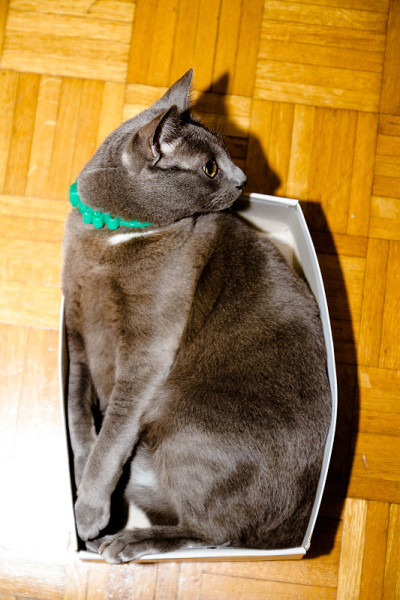 猫