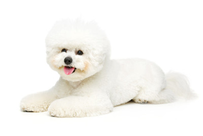 漂亮的比雄飞犬