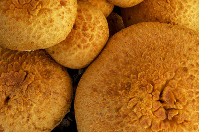 蘑菇Gymnopilus junonius橙色spectrestgill玛格丽特河