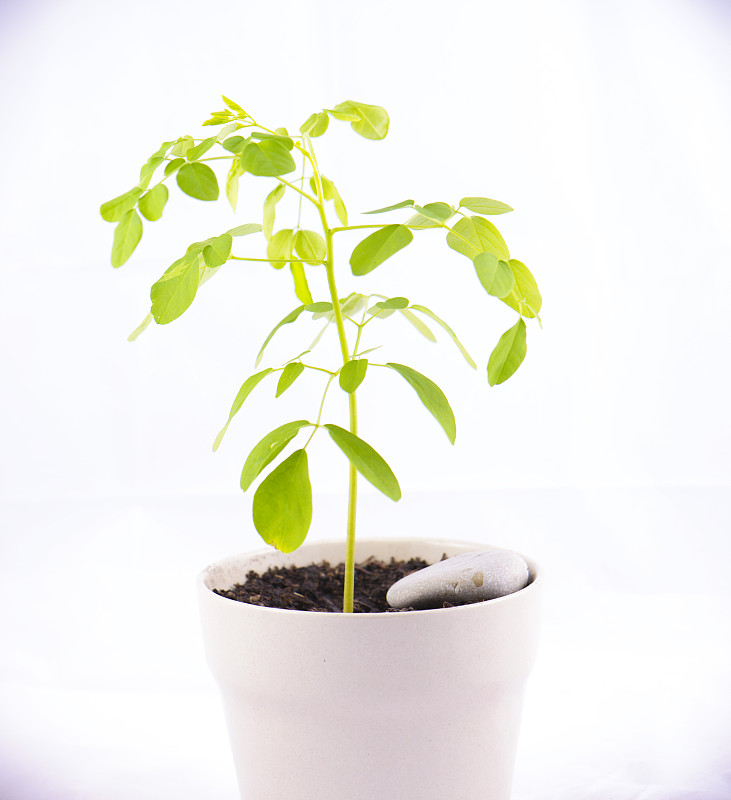 小盆栽辣木植物(辣木)孤立在白色上