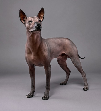 Xoloitzcuintle(墨西哥无毛狗)肖像站近距离在灰色的背景