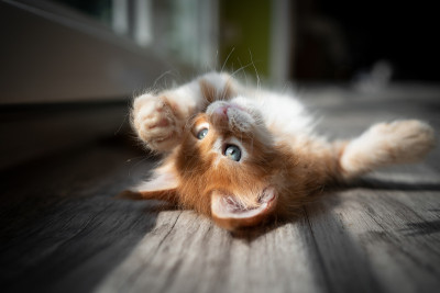 顽皮的小红猫在阳光下打滚