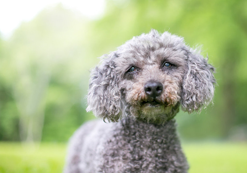 一种灰色迷你型混血贵宾犬