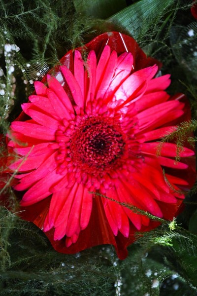 非洲菊