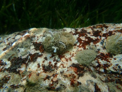 地中海帽贝或射线地中海帽贝(膝盖骨蓝藻)和海下石菖蒲藻