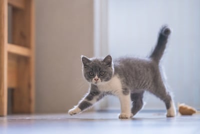 灰色英国短毛猫，室内