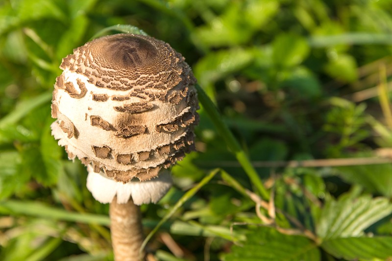 阳伞菇(Macrolepiota procera)草地上的食用菌。详细的视图。