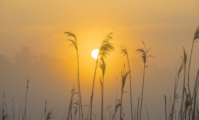 芦苇沿薄雾湖的边缘在一个黄色的雾日出在一个早春的早晨