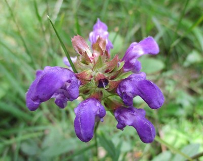 花自疗(Fr: Brunelle commune)