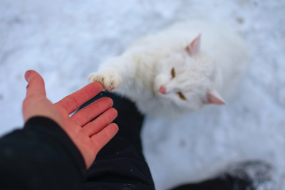 猫和一个男人握手