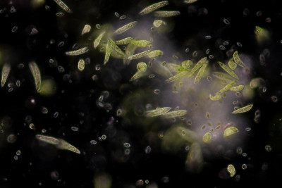 Euglena是一种单细胞鞭毛真核生物，显微镜下可用于教育。