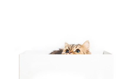 年轻的波斯猫