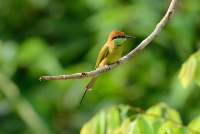 绿食蜂鸟(Merops orientalis)