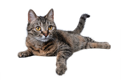那只猫躺在白底上。
