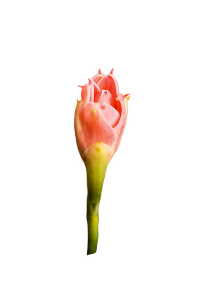 火炬姜花