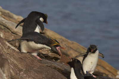 企鹅马卡罗尼(Eudyptes chrysolophus)