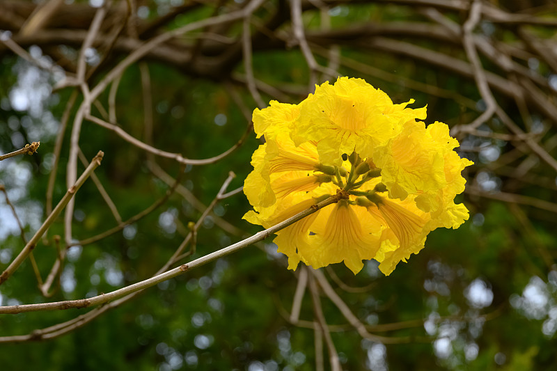 盛开的瓜亚坎或手花菊花或金钟树