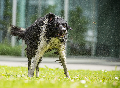 博德牧羊犬抖干身子