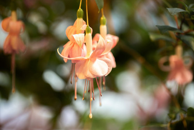 挂花樱数芽。