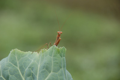 戈特桑贝特林