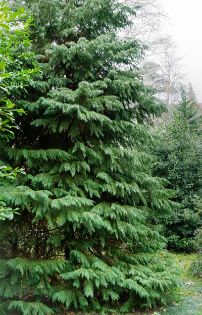 劳森松(Chamaecyparis Lawsoniana)，被称为奥尔福德港雪松，白色或俄勒冈雪松在