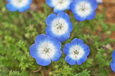 尼莫菲拉