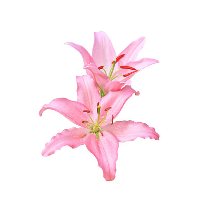 鲜花，粉红色的百合