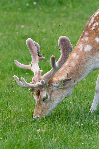 鹿Fallow dama