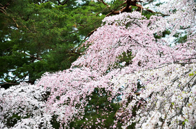 日本京都京都御苑的樱花