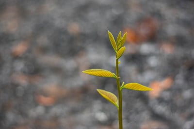 苏铁是嫩芽