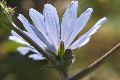 Cichorium Intybus