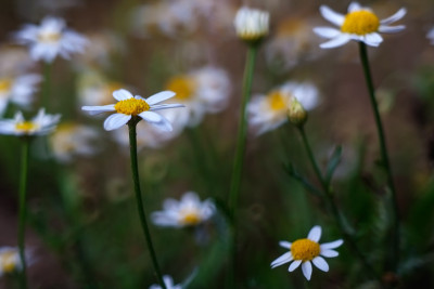 Chamomiles