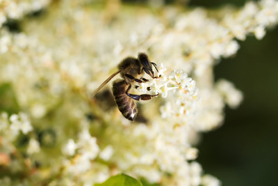 蜜蜂