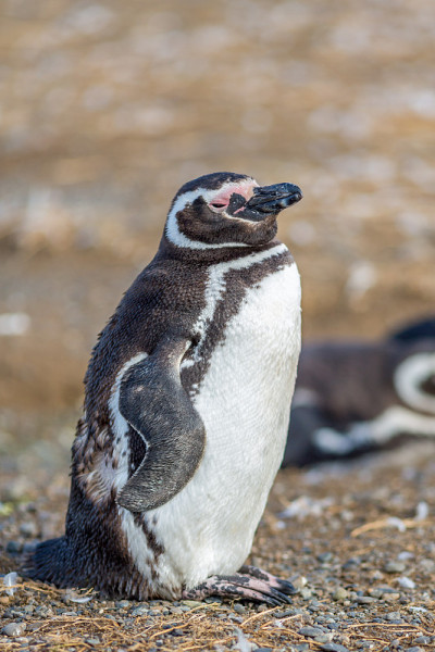 Penguins
