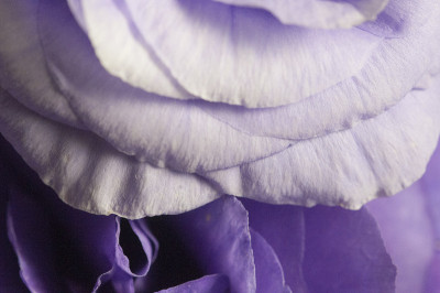 Eustoma花，闭合